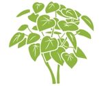 Paulownia-nachhaltige-investitionen-green-logic-ch